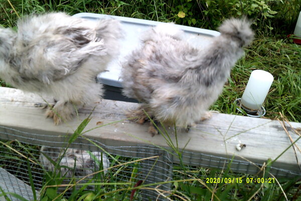 DSCF0196.JPG