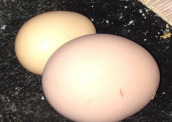 silkie egg.jpeg