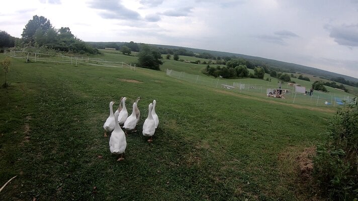 geese herding.jpg