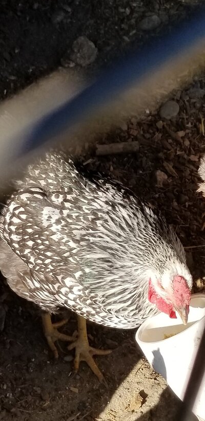 image2021-08-23 08-53-44-fb655e.jpg