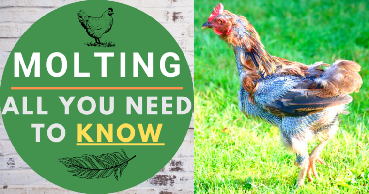 Molting: All You Need To Know