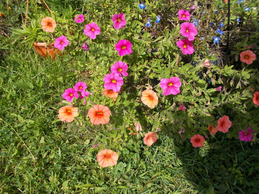 DSCN0443.JPG