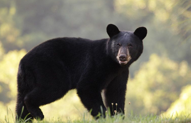 Screenshot 2021-08-27 at 22-47-42 1 year old black bear at DuckDuckGo.png