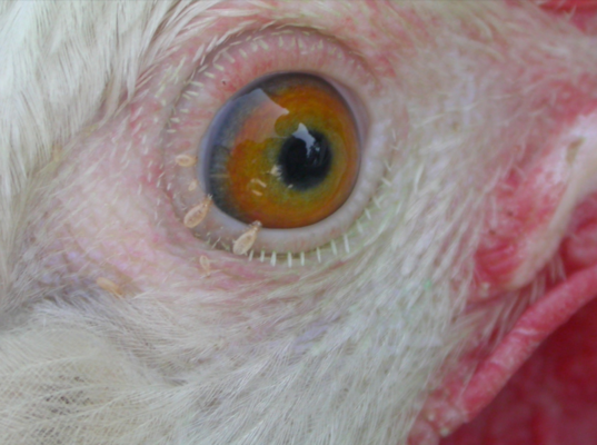 eye_lice_1.PNG