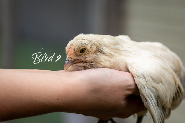 Bird2_Face.jpg