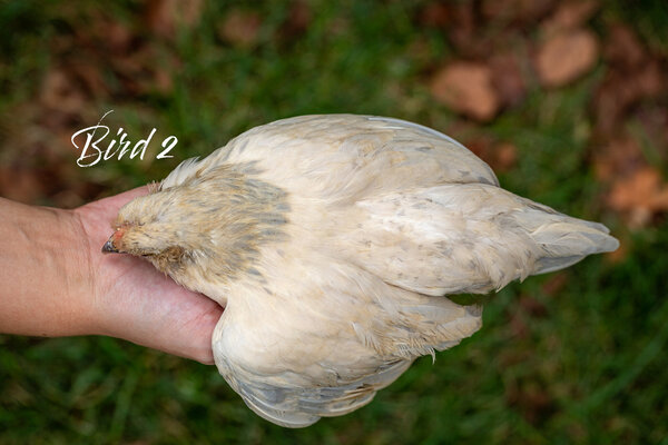 Bird2_Top.jpg