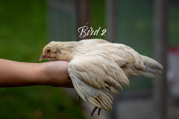 Bird2_Side.jpg