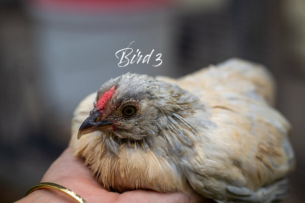 Bird3_Face.jpg