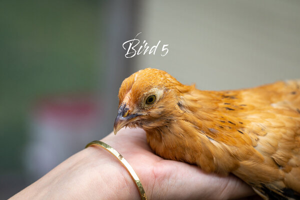 Bird5_Face.jpg
