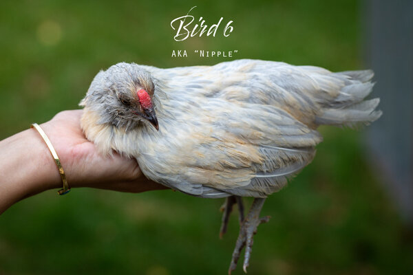 Bird6_Side.jpg