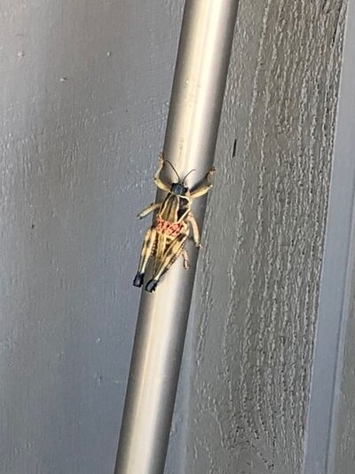 grasshopper 1.jpg