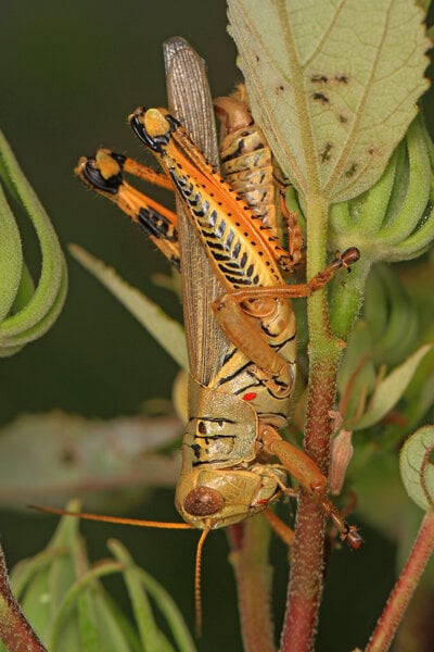 differential grasshopper.jpg
