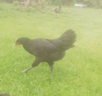 Australorp 4.jpg