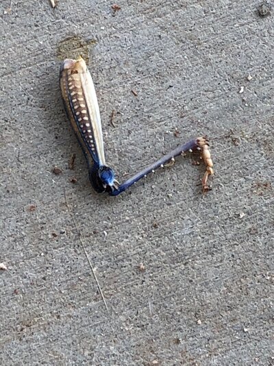 grasshopper leg.jpg