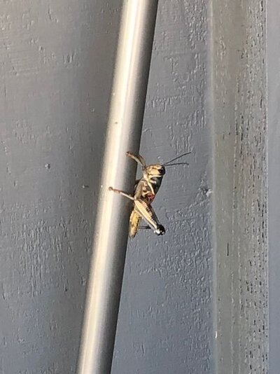 grasshopper 2.jpg