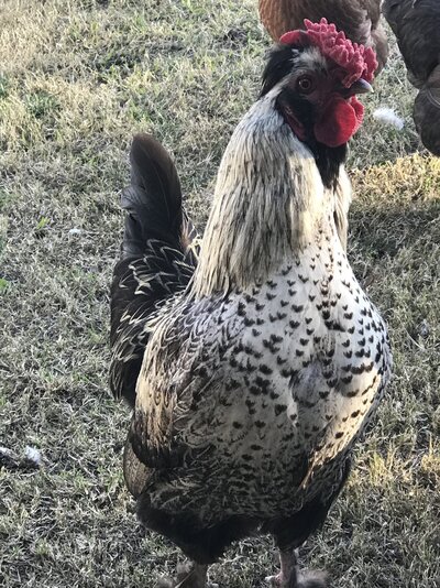 5ECE9607-DAFF-45D3-979F-8E34A0B5D2A4.jpeg