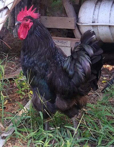 rooster.jpg