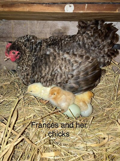 Frances N chicks.jpg