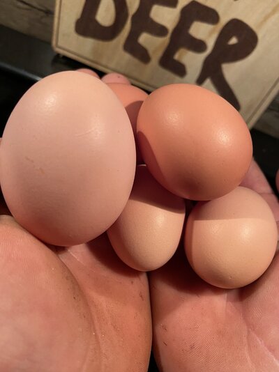 D8428EBA-18AF-4F5A-A471-FDF823959D49.jpeg