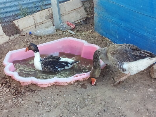 goose.jpg