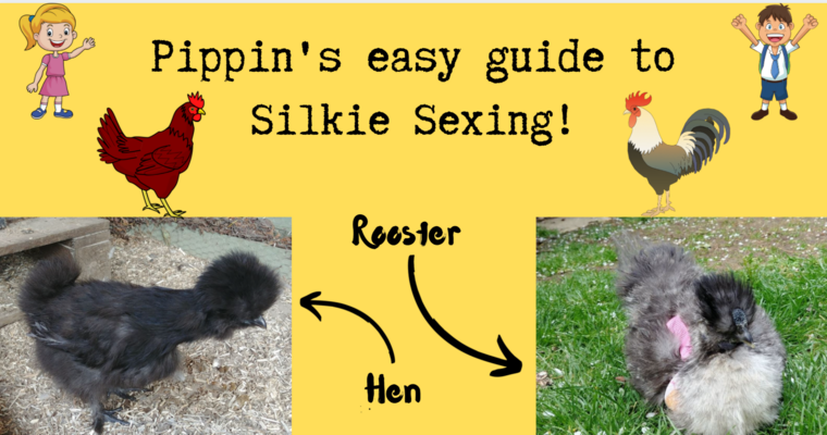 Pippin's easy guide to silkie sexing