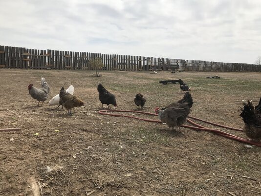 flock.jpg flock.jpg