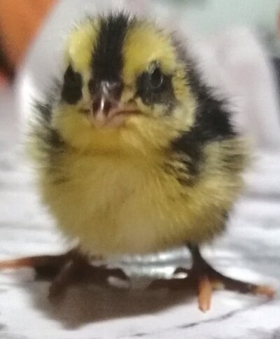 quail.jpg