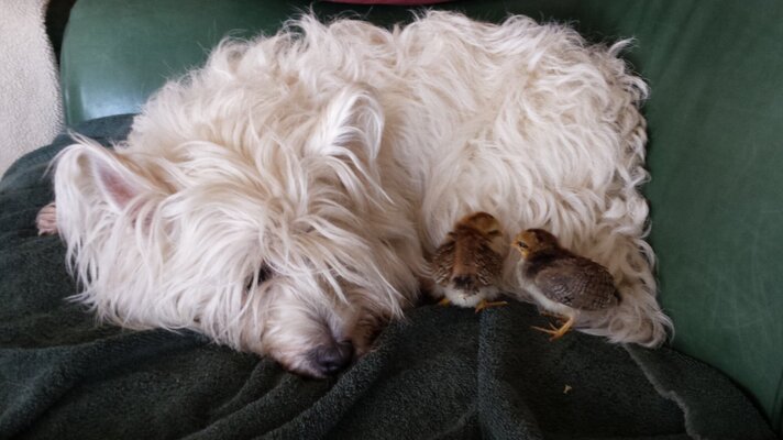 ODchick&Angus 20150316 jpg.jpg
