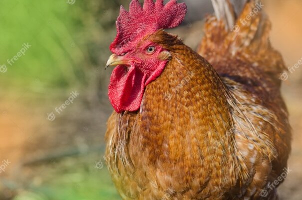 brown-chicken-looking-camera_87555-2010.jpg