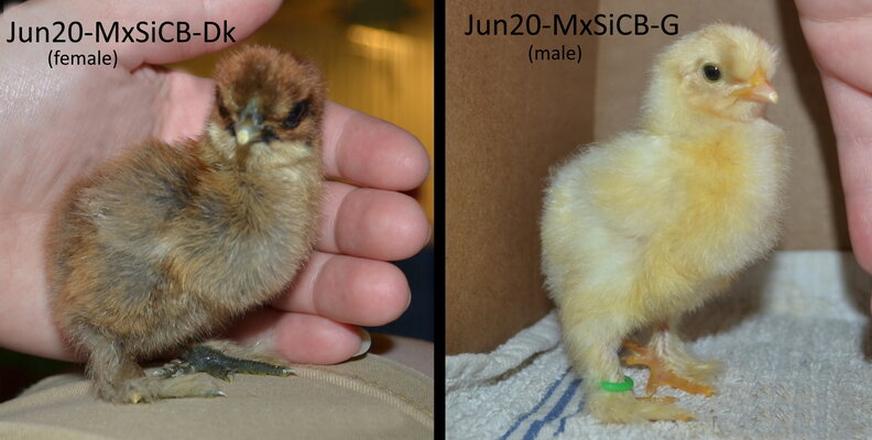 2020 sexable silkie cochin mixes.jpg