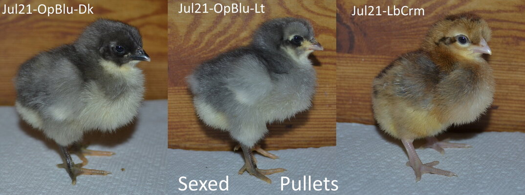 2021 hatchery sexed pullets.jpg