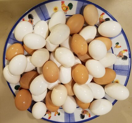 47Eggs.jpg