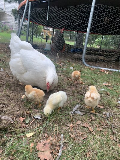 chicks-family.JPG