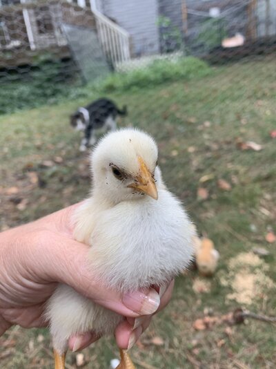 chicks-puffbeak.JPG