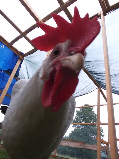 Phoebeselfieday2.jpg