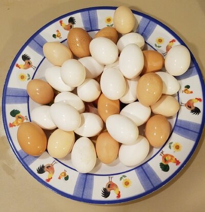 33•Eggs•Wed9•8.jpg