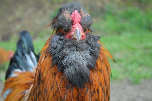 English Araucana Cockerel.jpg