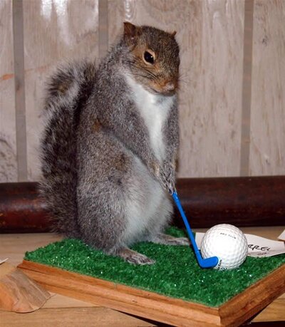 Squirrel Golf.jpg