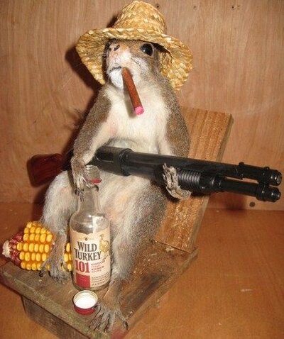 Squirrel Hillbilly.jpg