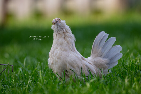 Pullet2_10weeks.jpg