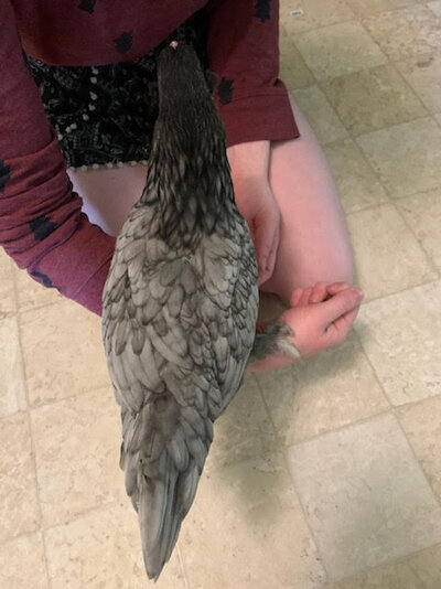 hen 1.jpg