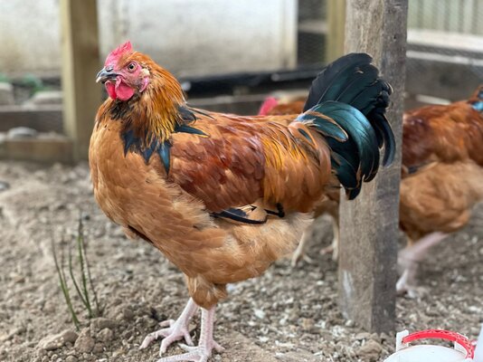 Rooster_A.jpg