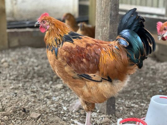 Rooster_A_2.jpg
