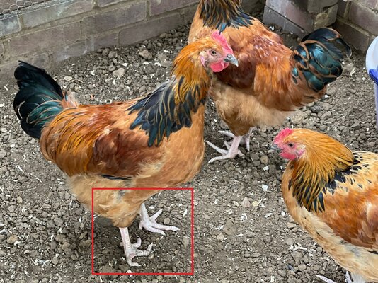 Rooster_A_Foot.jpg