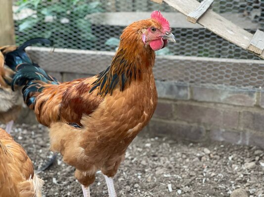 Rooster_B_2.jpg