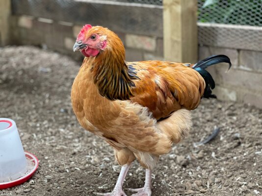 Rooster_C.jpg