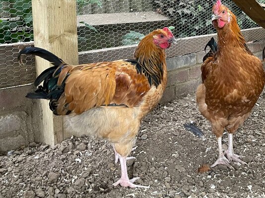 Rooster_C_2.jpg