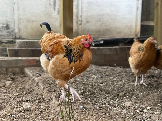 Rooster_C_3.jpg