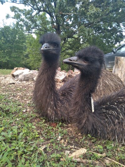 My Experience Raising Emus and What I've Learned (So Far)