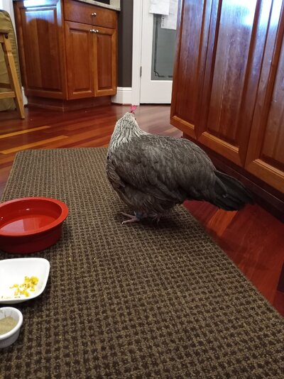 chicken 3.jpg